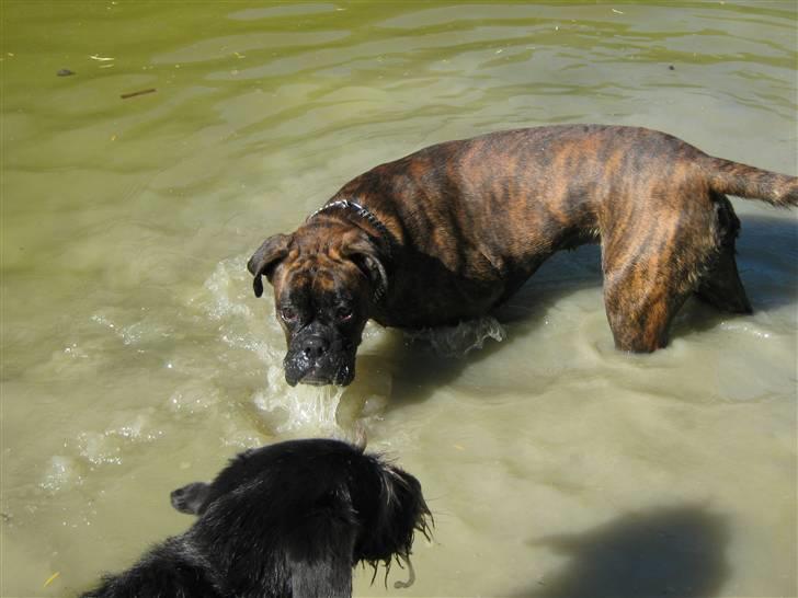 Boxer Charlie - Mmmm, ææææææælsker altså at bade i søen! billede 18