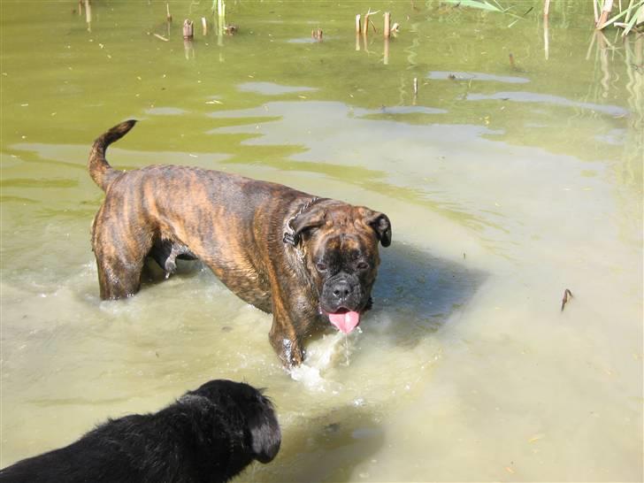 Boxer Charlie billede 19