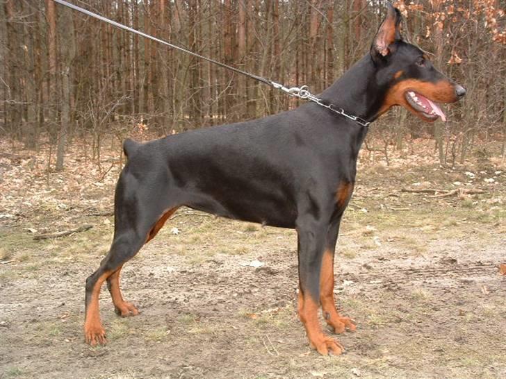Dobermann ONYX Bene Meritus - Onyx´s mor - Lady Levita billede 19