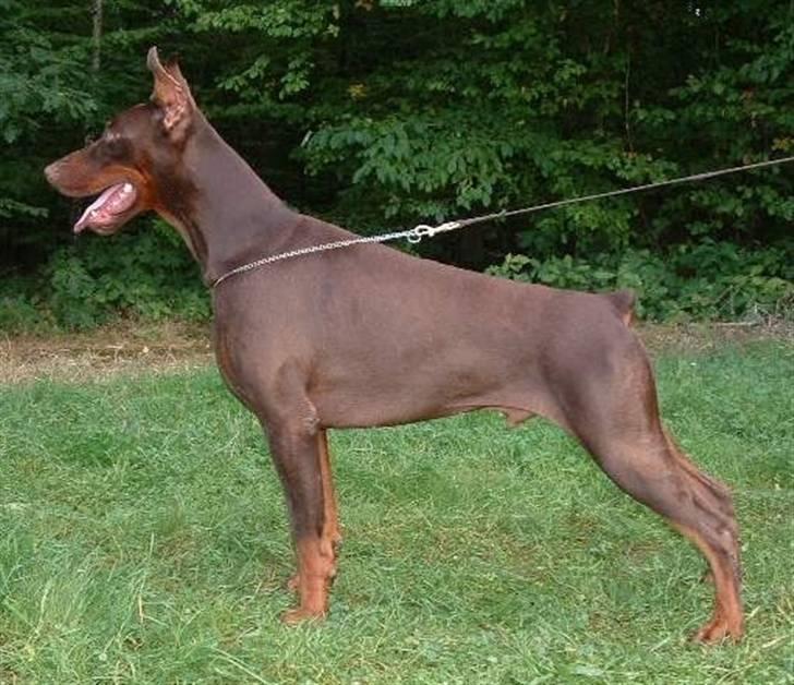 Dobermann ONYX Bene Meritus - Onyx´s mega flotte far - Sant Kreal Rembrandt fra Rusland billede 20