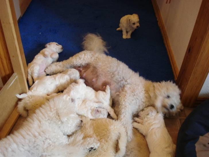 Bichon à poil frisé Fnuggi - Fnuggi har fået 6 dejlige hvalpe, hun er en rigtig god mor, Mille som er en hvalp fra Fnuggis tidligere kuld, hjælper meget gerne sin mor med at passe de små, hun kan slet ikke holde sig fra dem :-)  billede 7