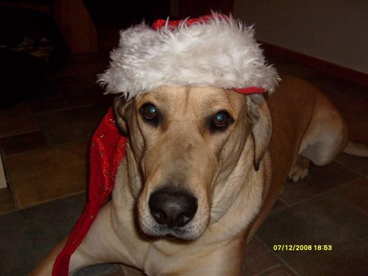 Newfoundlænder Rolf billede 2