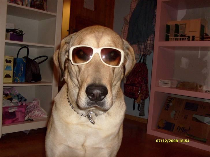 Newfoundlænder Rolf billede 3