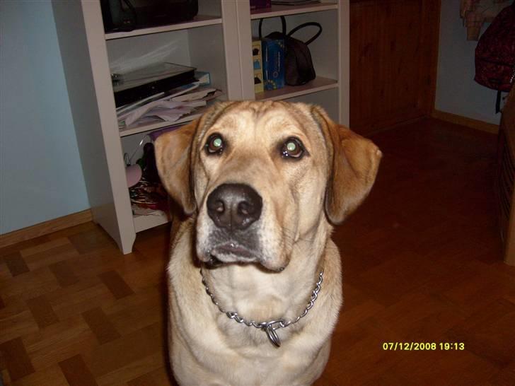 Newfoundlænder Rolf billede 4