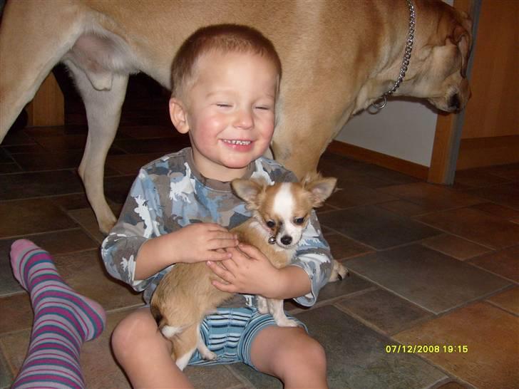 Newfoundlænder Rolf billede 5