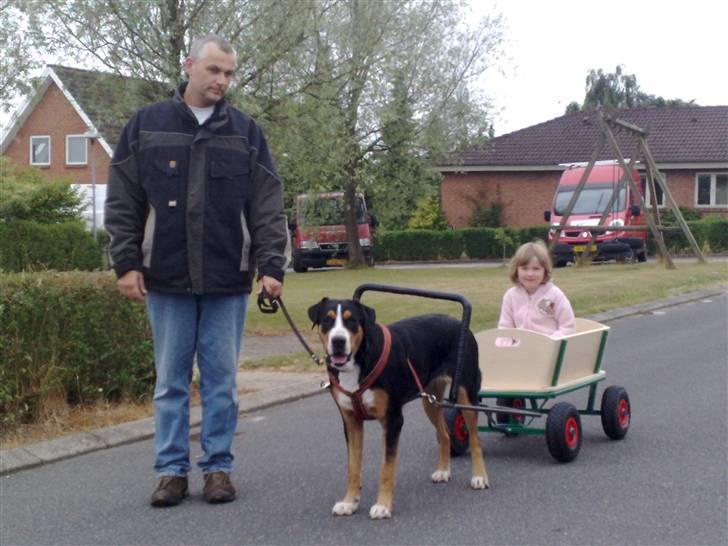 Grosser schweizer sennenhund Gran Vencedor Diesel - Diesel for vogn billede 1