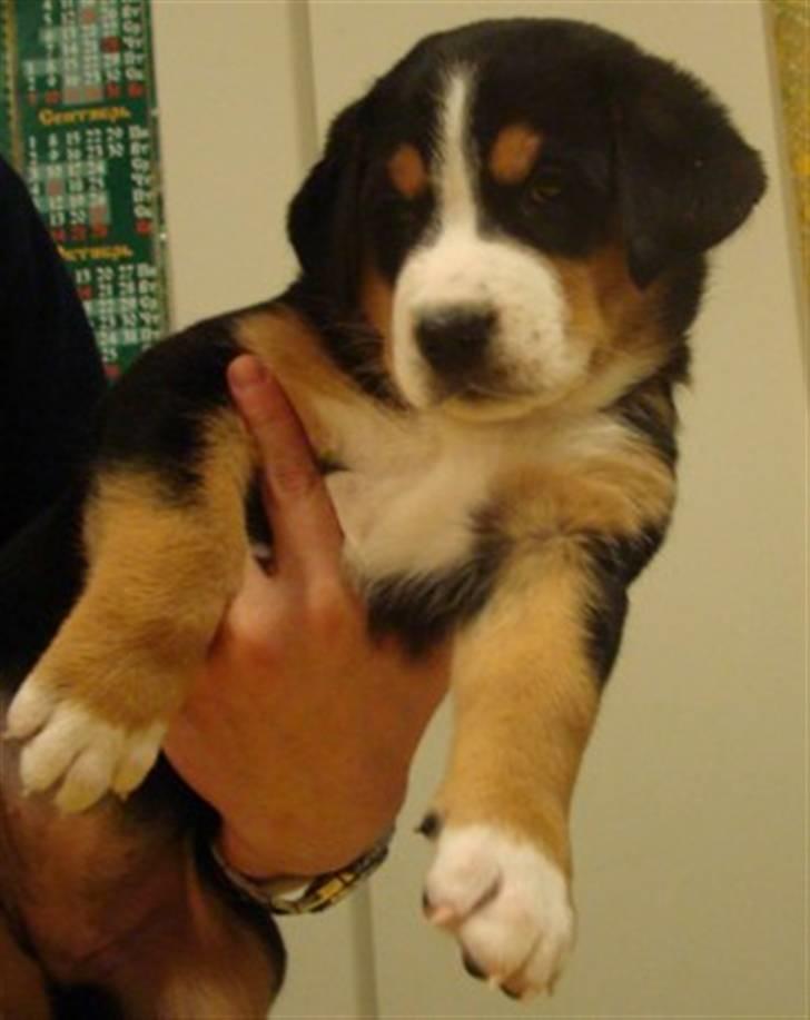 Grosser schweizer sennenhund Gran Vencedor Diesel - Diesel 12 uger billede 2