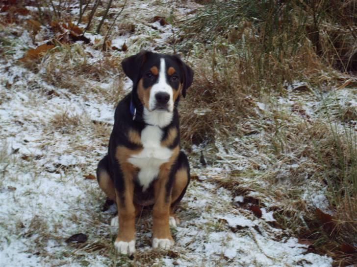 Grosser schweizer sennenhund Gran Vencedor Diesel - Diesel 5 mdr billede 3