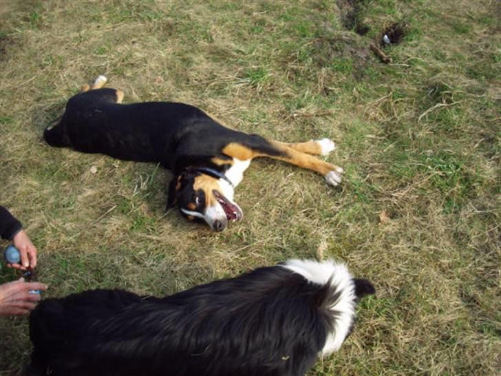 Grosser schweizer sennenhund Gran Vencedor Diesel - På legeplads, Haunstrup hundeskov billede 4