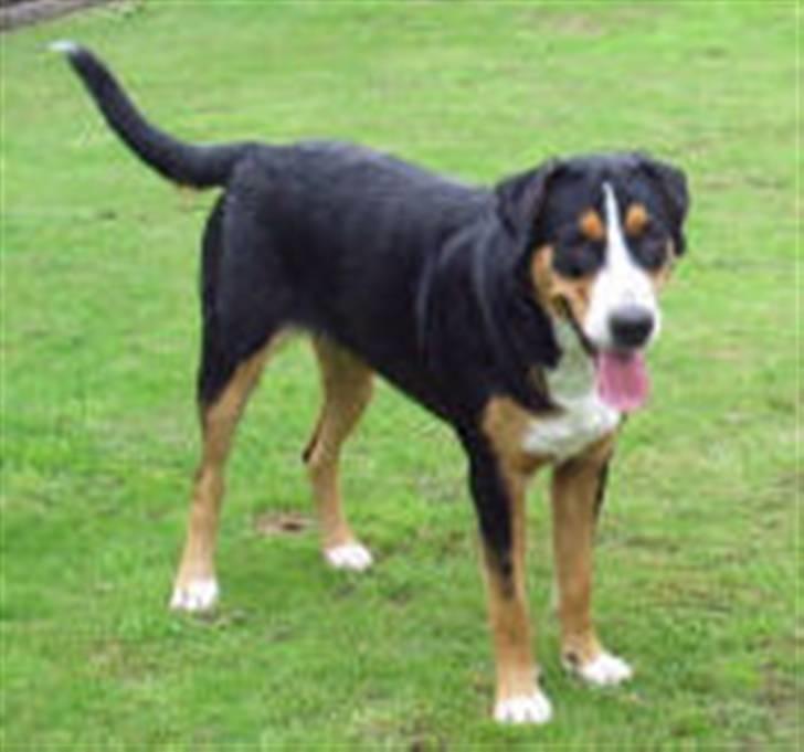 Grosser schweizer sennenhund Gran Vencedor Diesel - Ude på skrammer billede 5