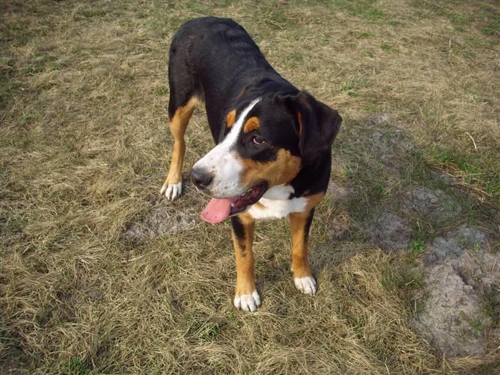 Grosser schweizer sennenhund Gran Vencedor Diesel - Hundeskoven kalder billede 6