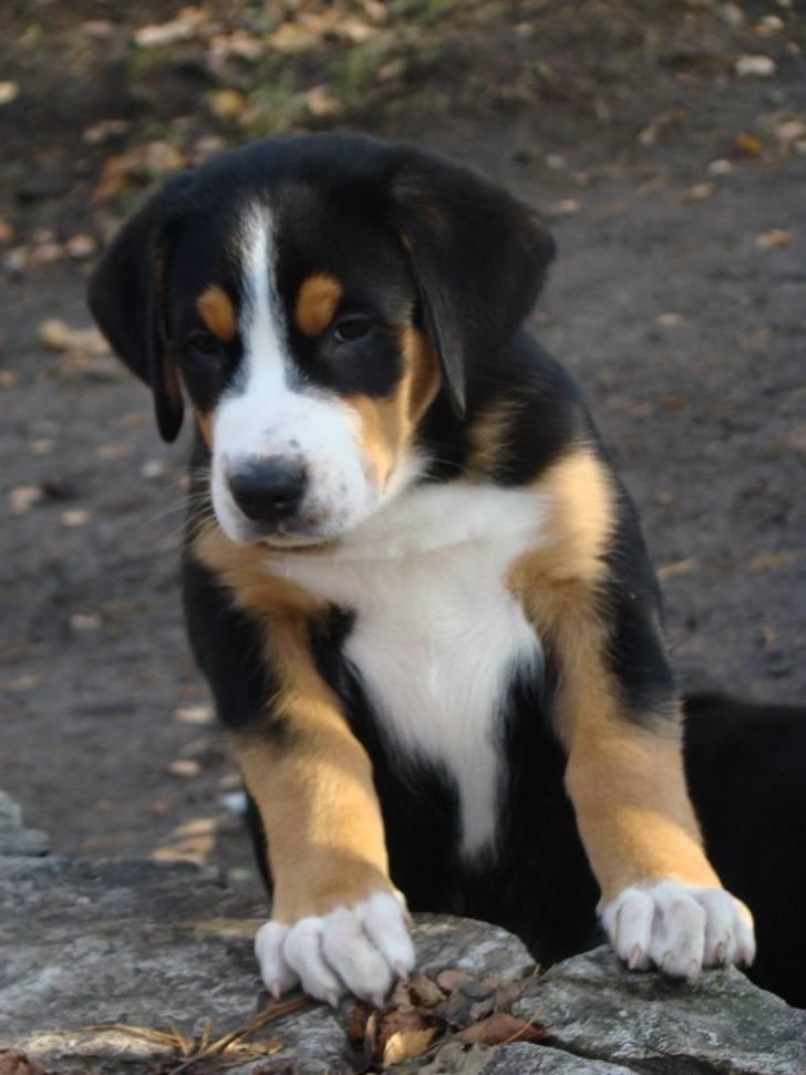 Grosser schweizer sennenhund Gran Vencedor Diesel - Diesel 9 uger billede 7