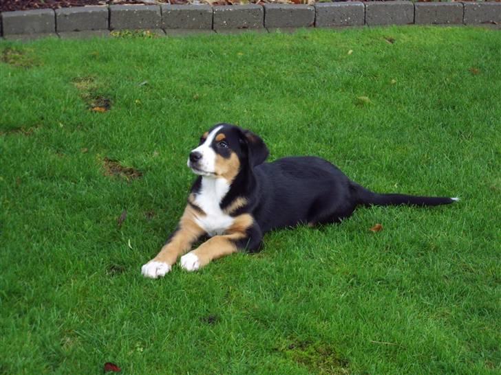 Grosser schweizer sennenhund Gran Vencedor Diesel - Diesel 12 uger haven billede 8