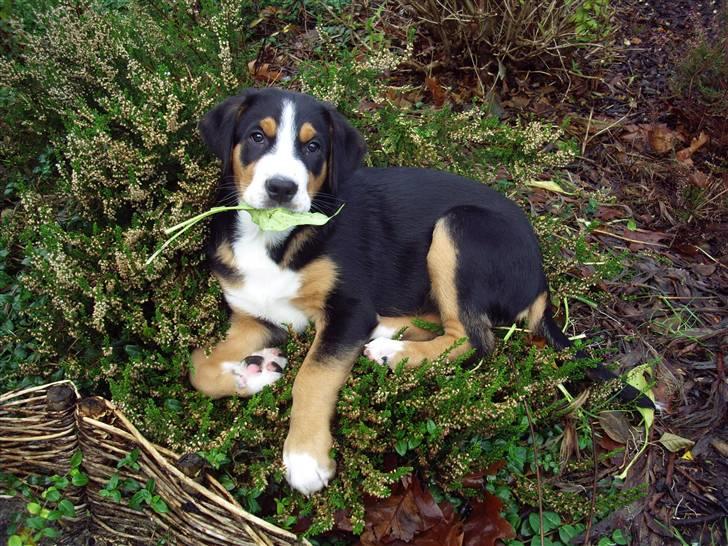Grosser schweizer sennenhund Gran Vencedor Diesel - Diesel 12 uger....jeg har ikke gjort noget;-) billede 9