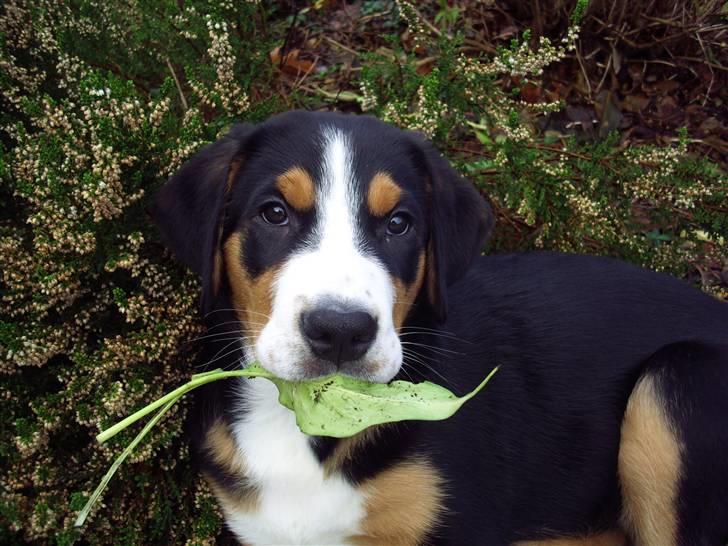 Grosser schweizer sennenhund Gran Vencedor Diesel - Diesel 12 uger....hvem....mig? billede 10