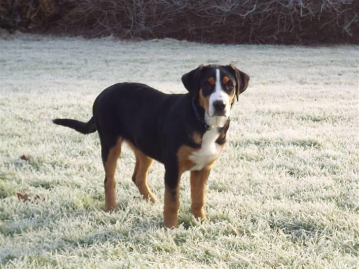 Grosser schweizer sennenhund Gran Vencedor Diesel - Diesel 5 mdr billede 11