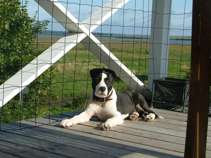 Amerikansk staffordshire terrier Lucca - Uhaaa sol er godt! billede 12