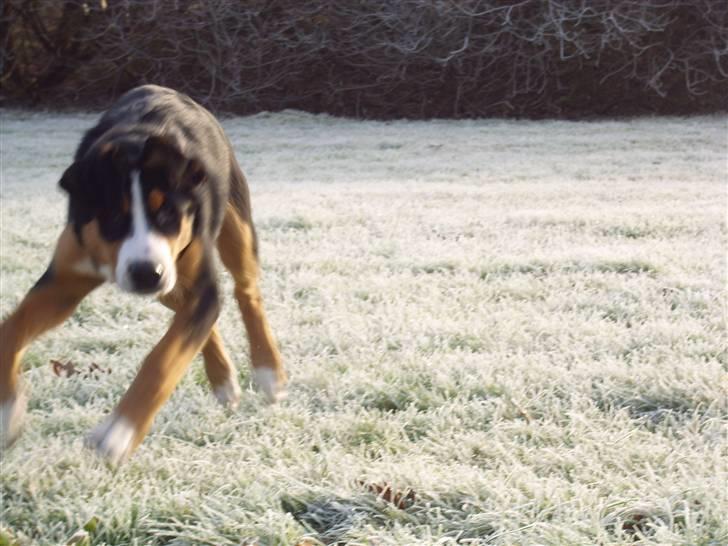 Grosser schweizer sennenhund Gran Vencedor Diesel - Diesel 5 mdr morgengymnastik billede 12