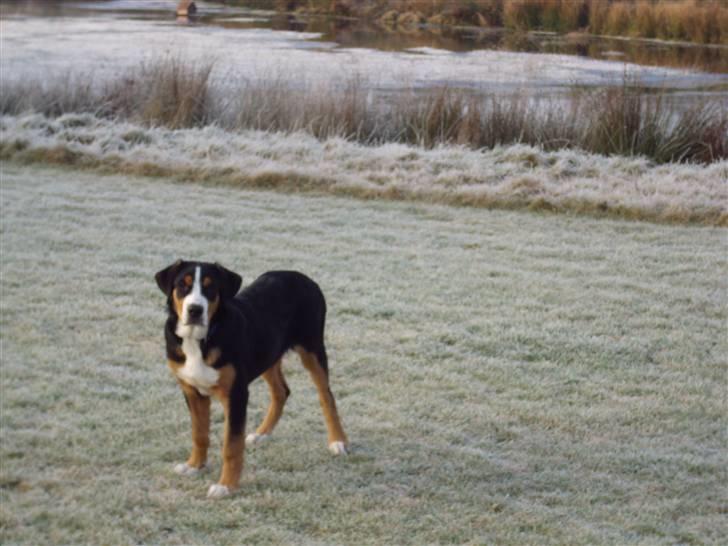 Grosser schweizer sennenhund Gran Vencedor Diesel - Diesel 5 mdr åbne vidder billede 13