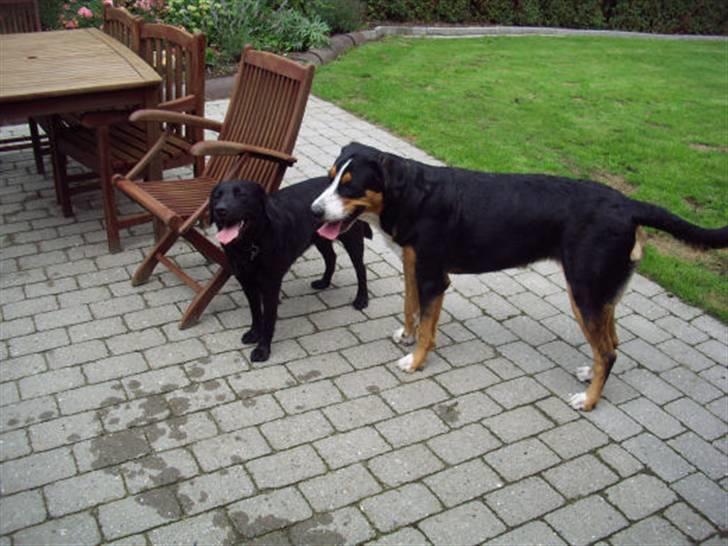 Grosser schweizer sennenhund Gran Vencedor Diesel - Diesel 1 år...ha nu er jeg ikke den lille længere:-) billede 14