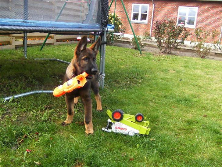 Schæferhund Kenzally´s Alpha (Kenzo) R.I.P   : ( - Kenzo i haven..  meget stolt over at have nuppet noget legetøj billede 2