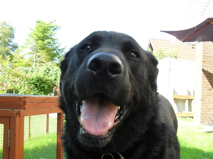 Blanding af racer Rex <3 - nyt 09 sommer billede 10