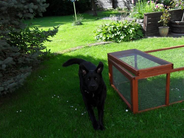 Blanding af racer Rex <3 - nyt 09 sommer billede 11