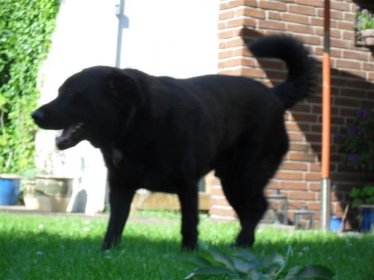 Blanding af racer Rex <3 - nyt 09 sommer billede 12