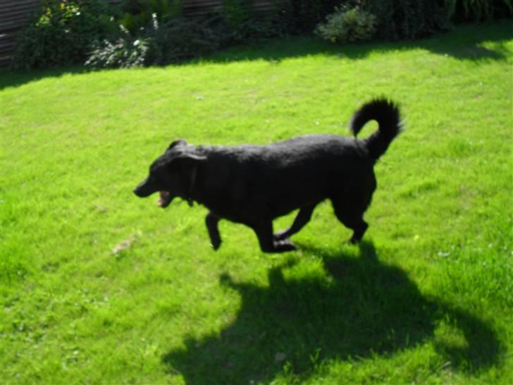 Blanding af racer Rex <3 - nyt 09 sommer billede 13