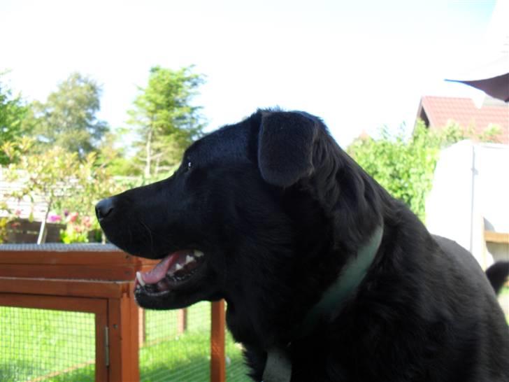 Blanding af racer Rex <3 - nyt 09 sommer billede 14