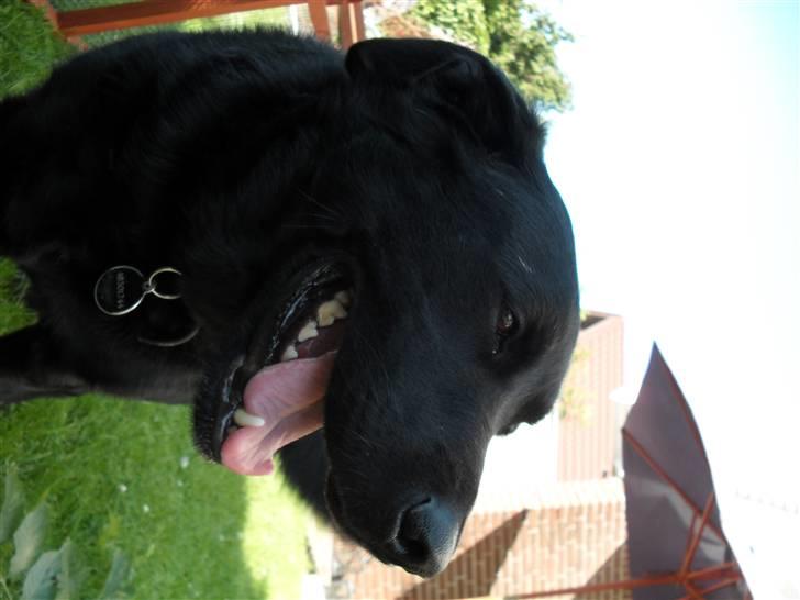 Blanding af racer Rex <3 - nyt 09 sommer billede 15