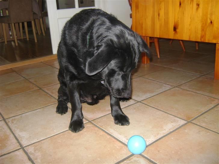 Blanding af racer Rex <3 - nyt 09 sommer billede 16