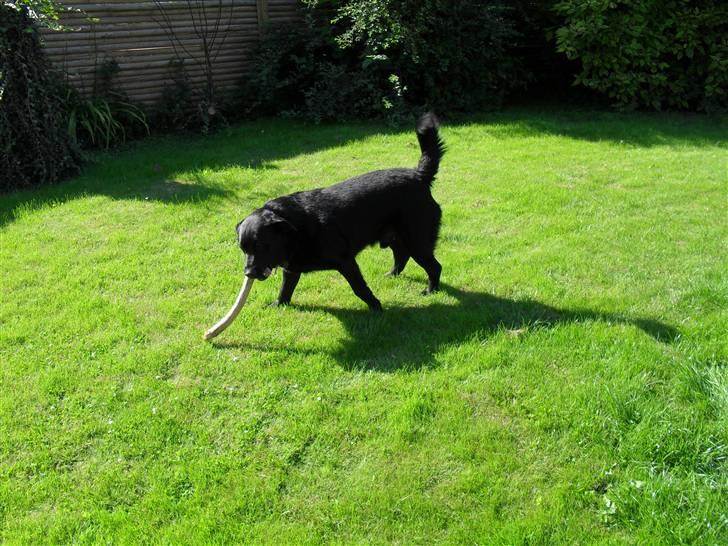 Blanding af racer Rex <3 - nyt 09 sommer billede 17