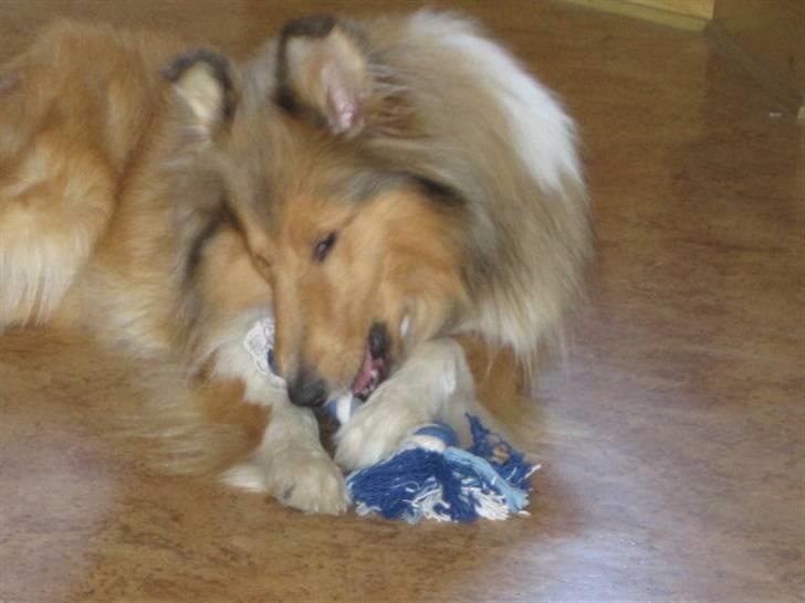 Collie langhåret Bobby billede 16