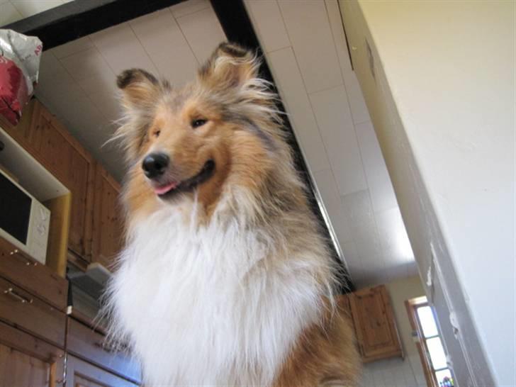 Collie langhåret Bobby billede 17