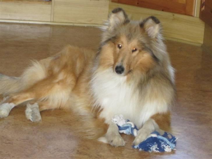 Collie langhåret Bobby - er der slet ingen der vil lege med mig  billede 19