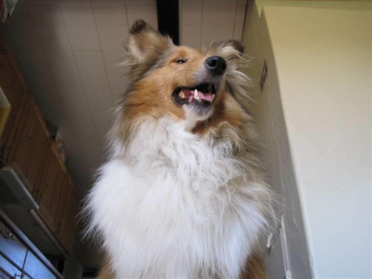 Collie langhåret Bobby billede 20