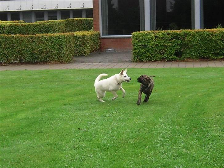 Boerboel Kelzo billede 15