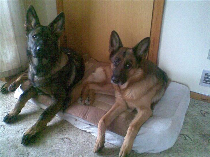 Schæferhund Kenzally´s Alpha (Kenzo) R.I.P   : ( - Kenzo og Julle d. 11-01-10 billede 3