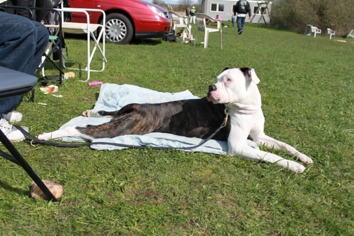 Amerikansk bulldog Margrethelund´s Chalou billede 16