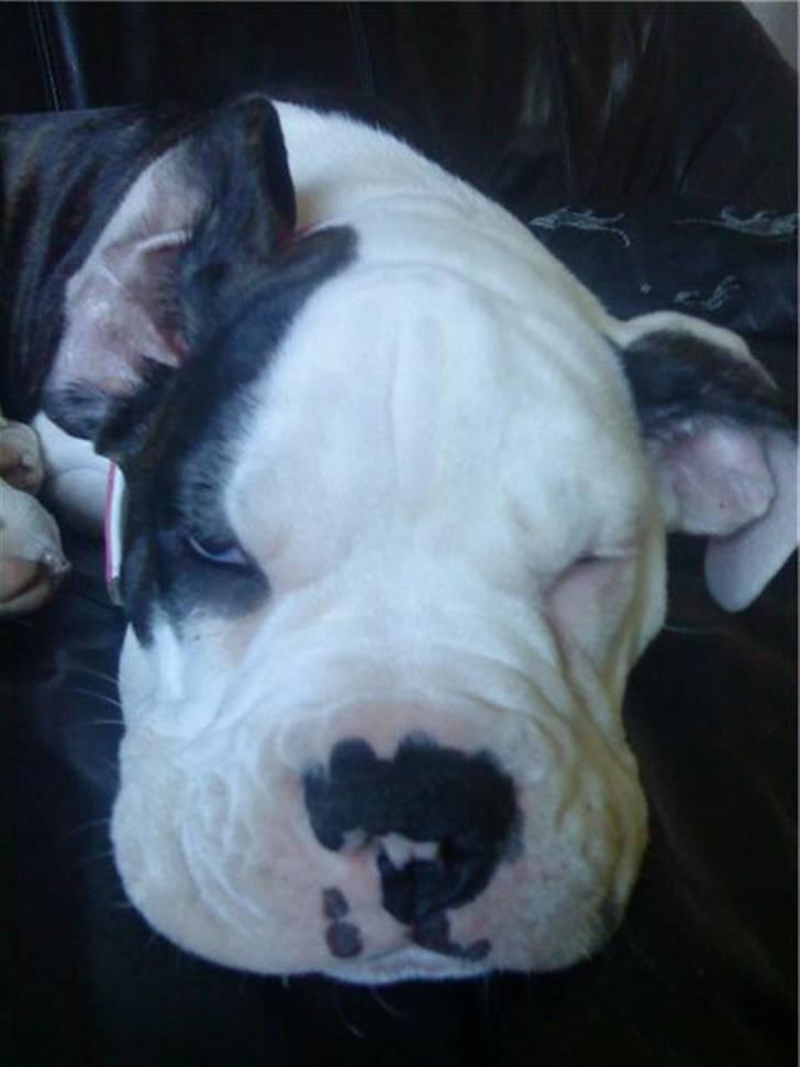 Amerikansk bulldog Margrethelund´s Chalou billede 17