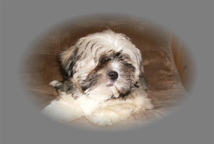 Lhasa apso afrodite billede 1