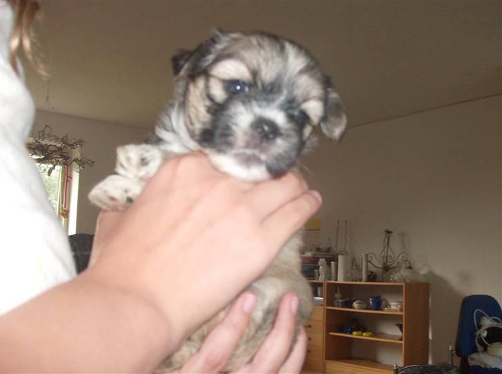 Lhasa apso afrodite billede 2