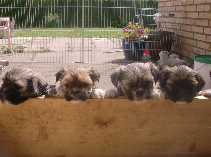 Lhasa apso afrodite billede 3