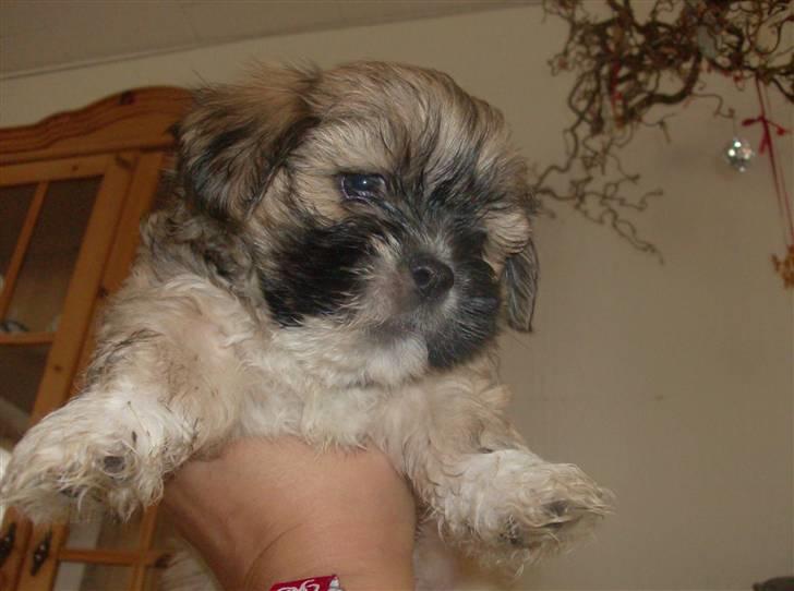 Lhasa apso afrodite billede 4