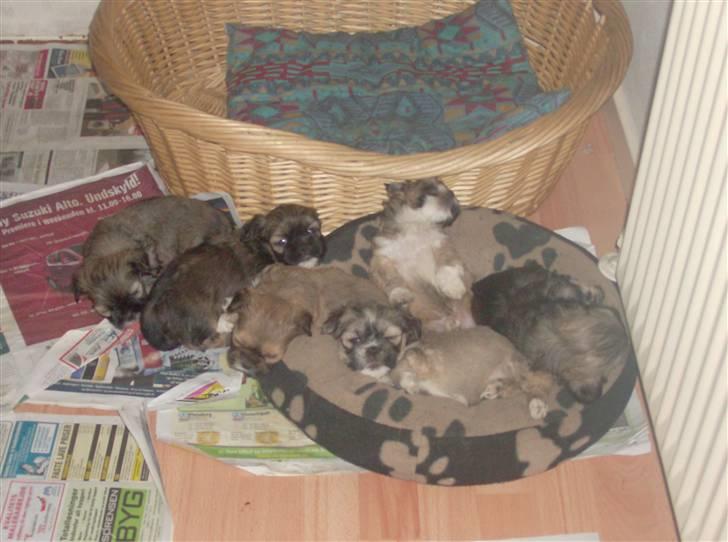 Lhasa apso afrodite billede 5