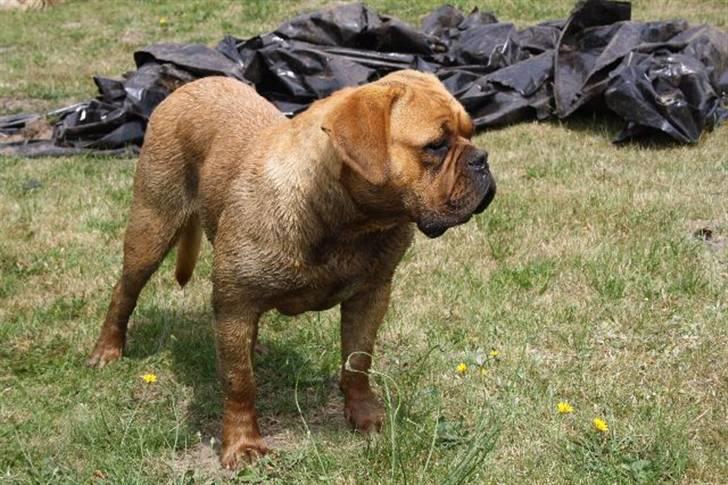 Dogue de bordeaux samia (Himmelhund) billede 11