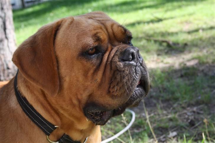 Dogue de bordeaux samia (Himmelhund) billede 12