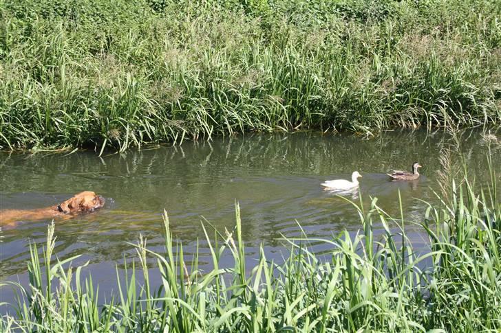 Dogue de bordeaux samia (Himmelhund) billede 13