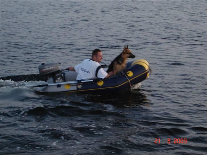 Schæferhund Neela *Himmelhund* - Hun stod på broen og peb da jeg var ved at sejle, så kom hun da med.... :) Hun følger trofast "far"! billede 15